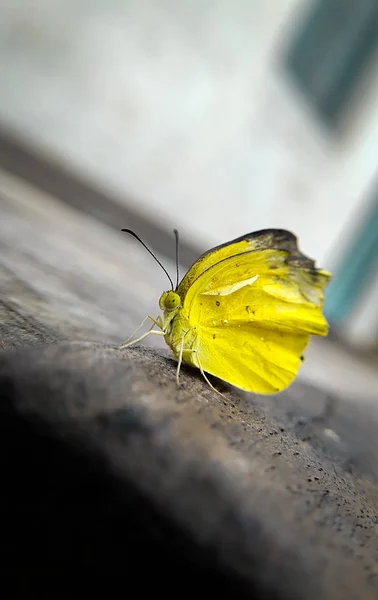 Mariposa Amarilla Sobre Madera Primer Plano Mariposa Macro — Foto de Stock