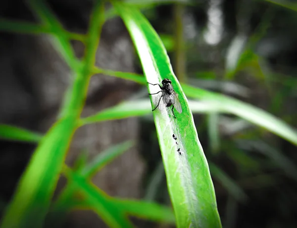 Mosca Doméstica Está Sentada Una Hoja Macro Shot Con Fondo — Foto de Stock