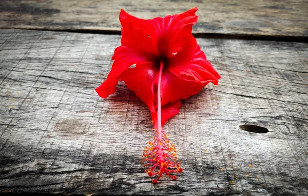 Rode Hibiscus Bloem Houten Ondergrond — Stockfoto