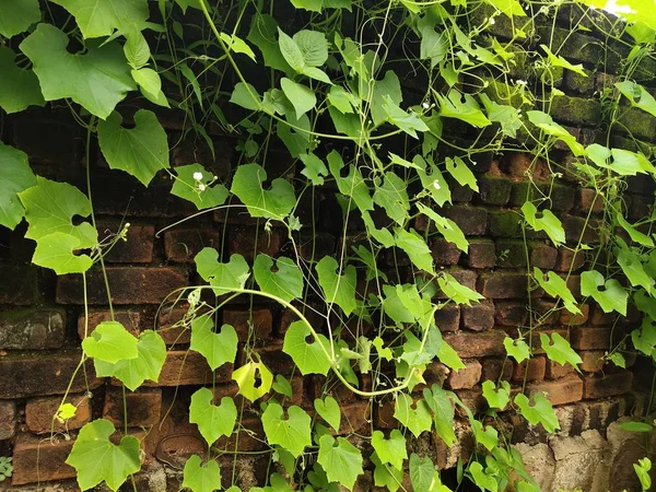 Árvore Escalada Fundo Parede Tijolo Vermelho Velho Green Creeper Plant — Fotografia de Stock