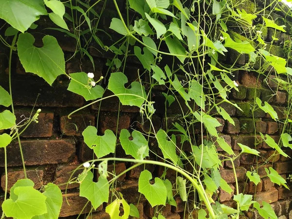 Árvore Escalada Fundo Parede Tijolo Vermelho Velho Green Creeper Plant — Fotografia de Stock