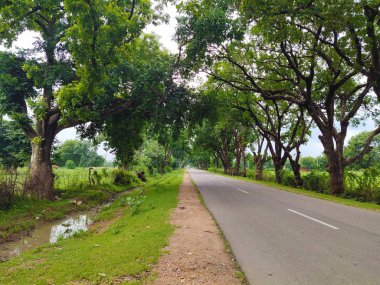 Yeşil ağaçlı güzel asfalt yol