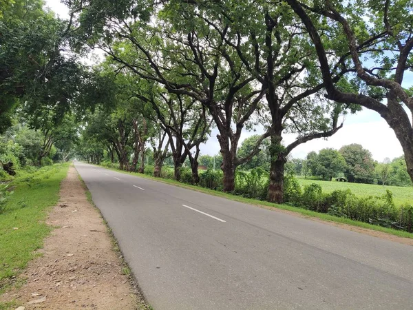 緑の木と美しいアスファルトの道路 — ストック写真