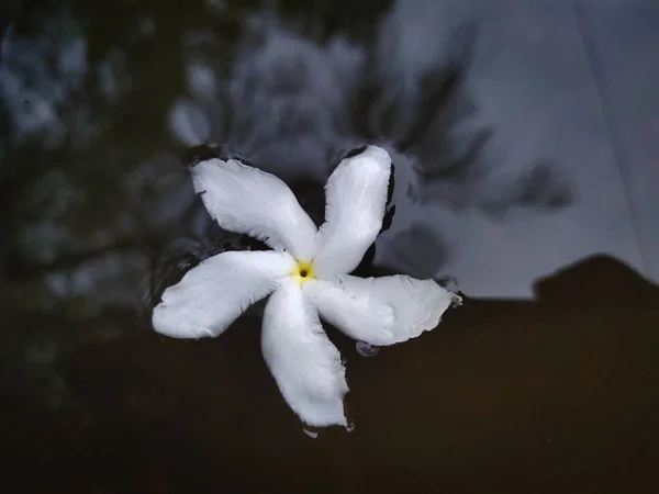 Hermosa Flor Blanca Estanque — Foto de Stock