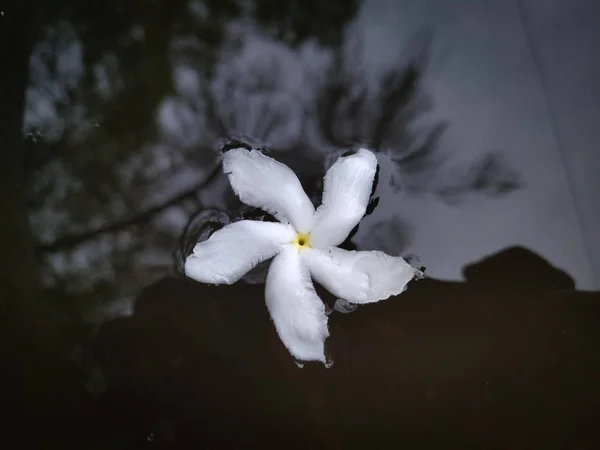 Hermosa Flor Blanca Estanque — Foto de Stock