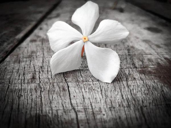 Flor Blanca Sobre Fondo Madera — Foto de Stock