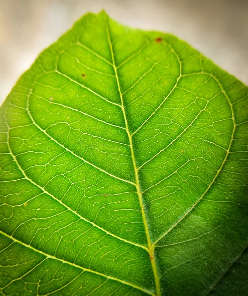 Texture Foglia Verde Primo Piano — Foto Stock