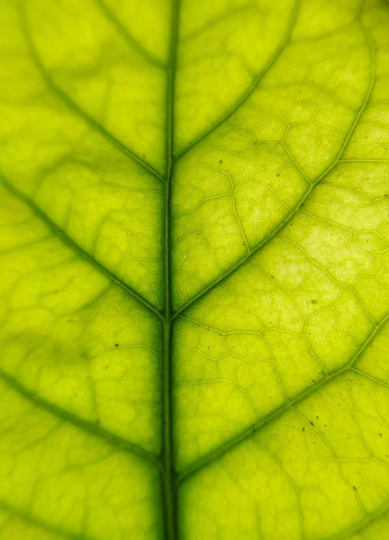 Texture Foglia Verde Primo Piano — Foto Stock