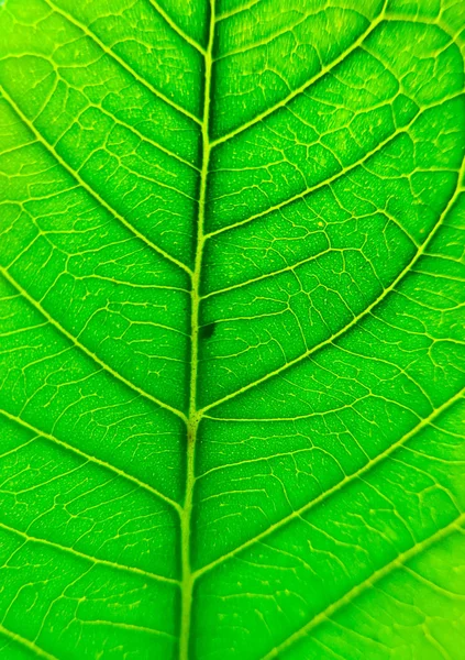 Textura Folha Verde Close — Fotografia de Stock