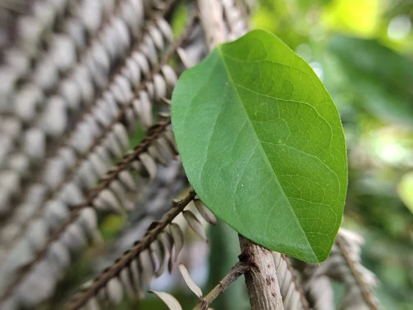 Close Immagine Una Foglia Verde — Foto Stock