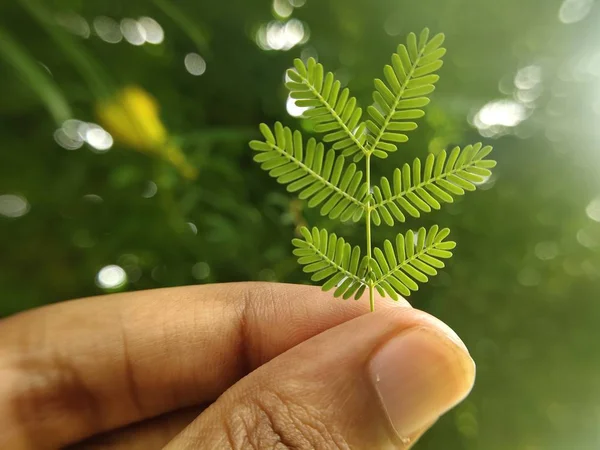 Férfi Kéz Kezében Egy Zöld Levelek Elmosódott Természet Háttér — Stock Fotó