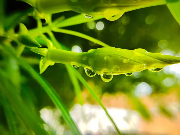 Macro Foto Bel Fiore Giallo Con Gocce Acqua — Foto Stock