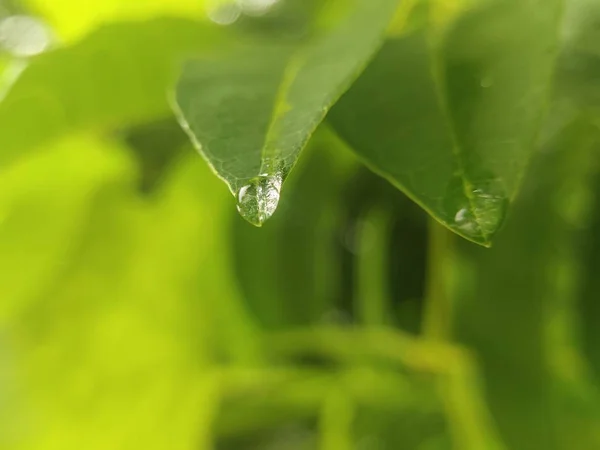 Wassertropfen Die Von Einem Blatt Fallen Natürlicher Hintergrund — Stockfoto