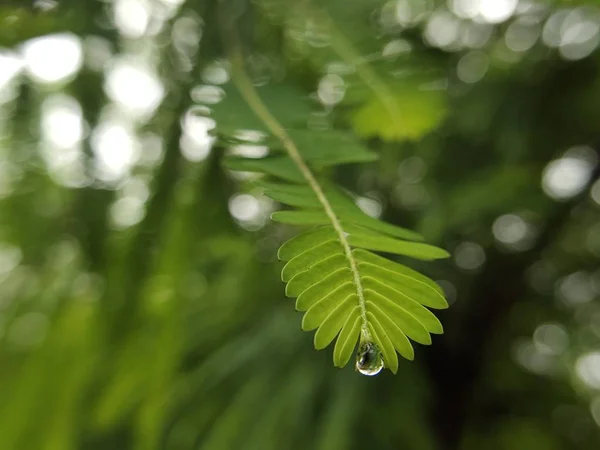 Gota Água Caindo Uma Folha Fundo Natural — Fotografia de Stock