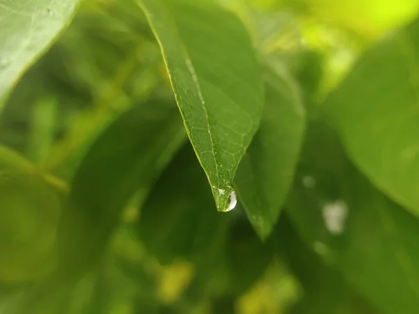 잎에서 떨어지는 물방울 자연환경 — 스톡 사진