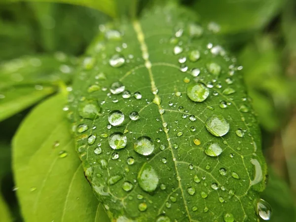 Капли Воды Свежем Зеленом Листе Естественный Фон — стоковое фото
