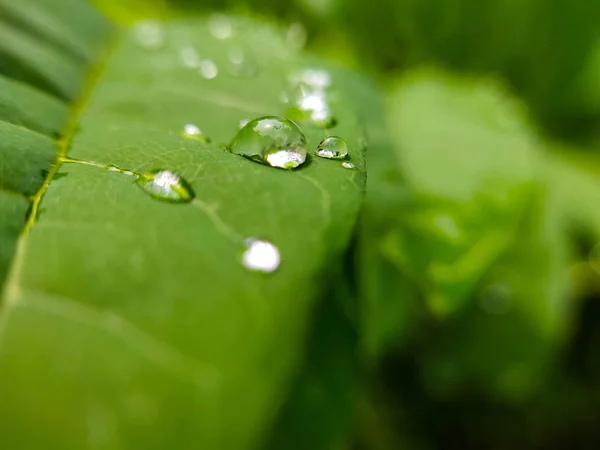 Eau Tombe Sur Feuille Verte Fraîche Contexte Naturel — Photo