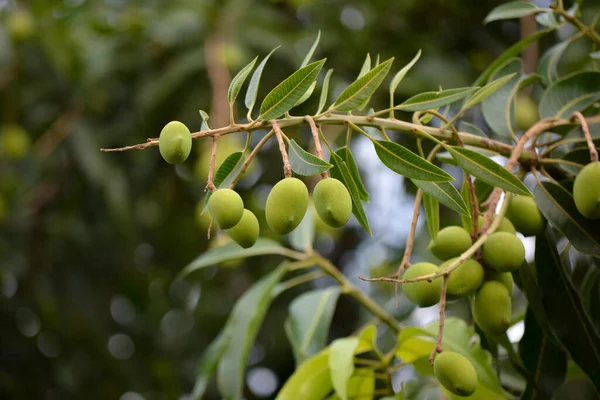 Großaufnahme Von Mangos Auf Einem Mangobaum — Stockfoto