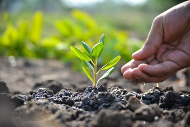 Çiftçinin eli genç bir bitkiyi suluyor. Dünya Günü konsepti