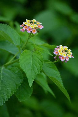 Bahçede çok renkli Lantana çiçekleri. Güzel Renkli Çalı Çiçeği, Ağlayan Lantana.
