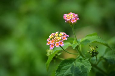 Bahçede çok renkli Lantana çiçekleri. Güzel Renkli Çalı Çiçeği, Ağlayan Lantana.