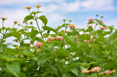 Bahçede çok renkli Lantana çiçekleri. Güzel Renkli Çalı Çiçeği, Ağlayan Lantana.