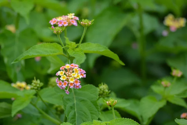 Kolorowe Kwiaty Lantana Ogrodzie Piękny Kolorowy Kwiat Żywopłotu Płacząca Lantana — Zdjęcie stockowe