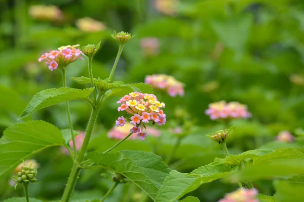 庭の多色のランタナの花 美しいカラフルなヘッジの花 しだれランタナ — ストック写真