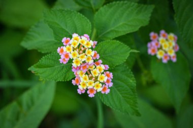 Bahçede çok renkli Lantana çiçekleri. Güzel Renkli Çalı Çiçeği, Ağlayan Lantana.
