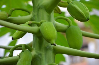 Bahçedeki ağaçta küçük papaya