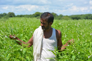 MAHOBA, UTTAR PRADESH, Hindistan - 24 Ağustos 2020: susam tarlasında Hintli çiftçi.