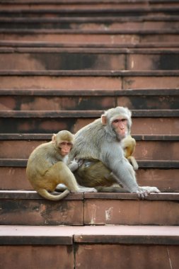 Maymunlar parkta pire ve bitleri kontrol ediyor.