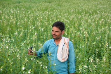 TIKAMGARH, MADHYA PRADESH, Hindistan - 15 Eylül 2020: susam tarlasında Hintli çiftçi.