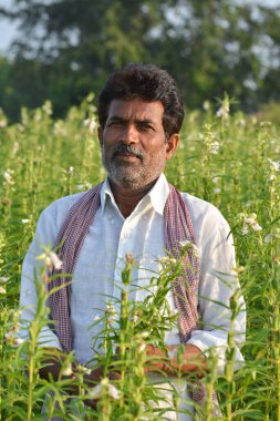 TIKAMGARH, MADHYA PRADESH, Hindistan - 15 Eylül 2020: susam tarlasında Hintli çiftçi.