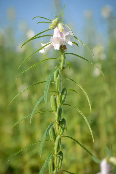 Semilla Sésamo Flor Árbol Campo — Foto de Stock