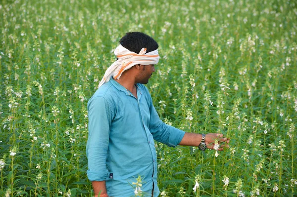 Tikamgarh Madhya Pradesh India September 2020 Індійський Фермер Полі Сезаму — стокове фото