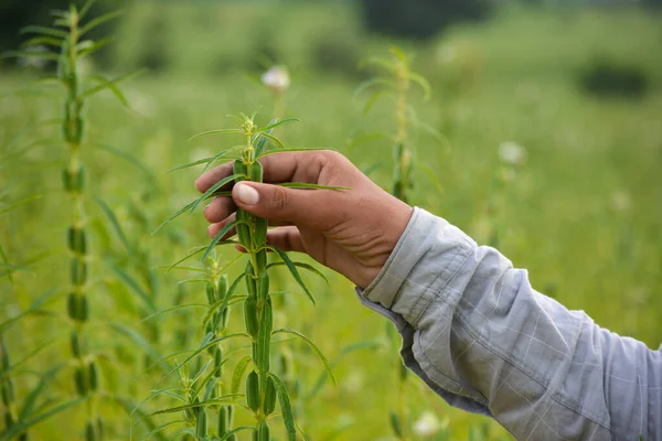 Männliche Hand Hält Sesampflanze Vor Dem Hintergrund Eines Sesamfeldes — Stockfoto