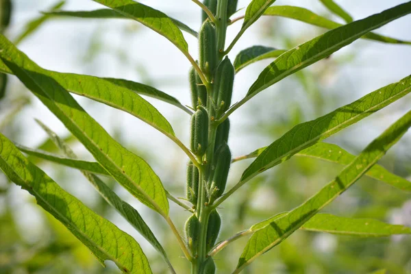 Semilla Sésamo Flor Árbol Campo — Foto de Stock