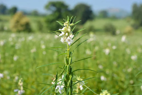 Sesame Seed Flower Tree Field — Stock Photo, Image