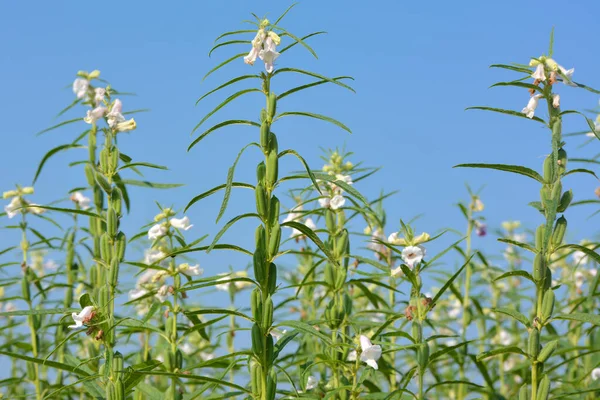 Semilla Sésamo Flor Árbol Campo — Foto de Stock