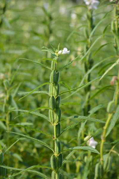 Semilla Sésamo Flor Árbol Campo — Foto de Stock