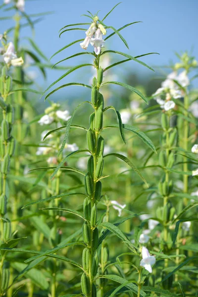 Semilla Sésamo Flor Árbol Campo — Foto de Stock