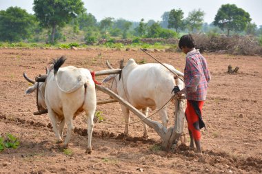 TIKAMGARH, MADHYA PRADESH, INDIA - 21 Eylül 2020: Kimliği belirsiz Hintli çiftçi çiftliğinde boğayla çalışıyor, Hintli çiftçi sahnesi.