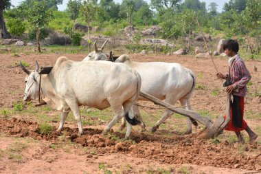 TIKAMGARH, MADHYA PRADESH, INDIA - 21 Eylül 2020: Kimliği belirsiz Hintli çiftçi çiftliğinde boğayla çalışıyor, Hintli çiftçi sahnesi.