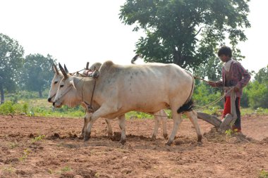 TIKAMGARH, MADHYA PRADESH, INDIA - 21 Eylül 2020: Kimliği belirsiz Hintli çiftçi çiftliğinde boğayla çalışıyor, Hintli çiftçi sahnesi.