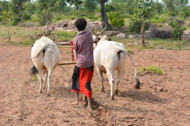 TIKAMGARH, MADHYA PRADESH, INDIA - 21 Eylül 2020: Kimliği belirsiz Hintli çiftçi çiftliğinde boğayla çalışıyor, Hintli çiftçi sahnesi.