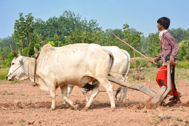 TIKAMGARH, MADHYA PRADESH, INDIA - 21 Eylül 2020: Kimliği belirsiz Hintli çiftçi çiftliğinde boğayla çalışıyor, Hintli çiftçi sahnesi.