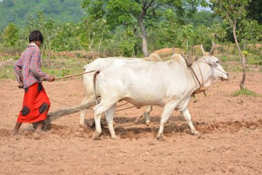 TIKAMGARH, MADHYA PRADESH, INDIA - 21 Eylül 2020: Kimliği belirsiz Hintli çiftçi çiftliğinde boğayla çalışıyor, Hintli çiftçi sahnesi.