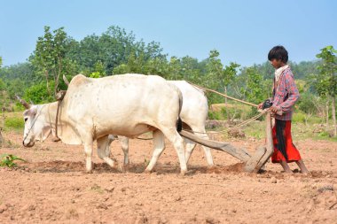 TIKAMGARH, MADHYA PRADESH, INDIA - 21 Eylül 2020: Kimliği belirsiz Hintli çiftçi çiftliğinde boğayla çalışıyor, Hintli çiftçi sahnesi.