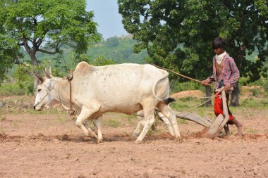 TIKAMGARH, MADHYA PRADESH, INDIA - 21 Eylül 2020: Kimliği belirsiz Hintli çiftçi çiftliğinde boğayla çalışıyor, Hintli çiftçi sahnesi.